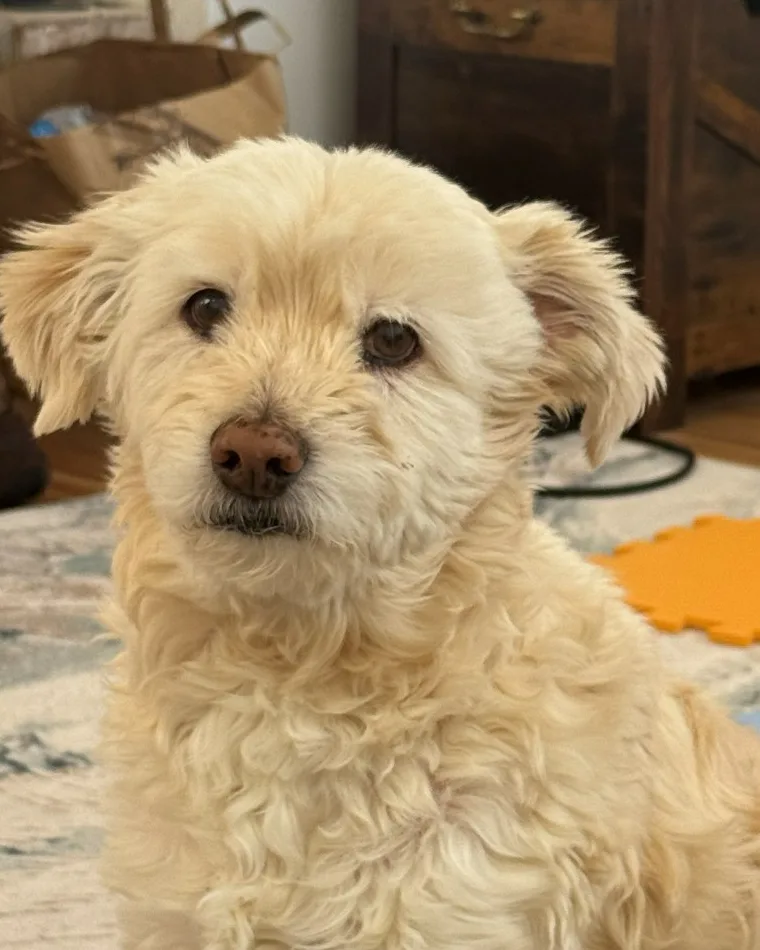 Savvy, our fluffy cream-colored dog